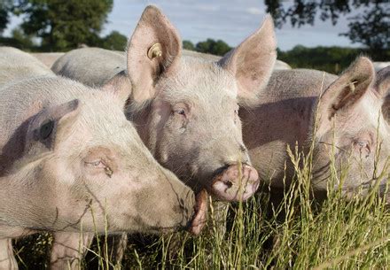 Working at FOUR PAWS - Animal Welfare Organisation