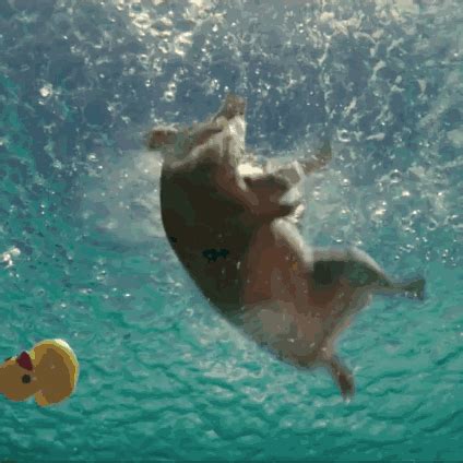 猪不用学就能游泳，而我为什么却学不会！
