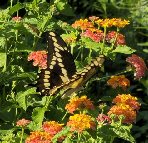 Miss Huff Hardy Lantana - Perennials - All - Almost Eden