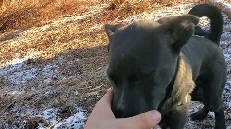 Labrador Barking Help And Information - The Labrador Site