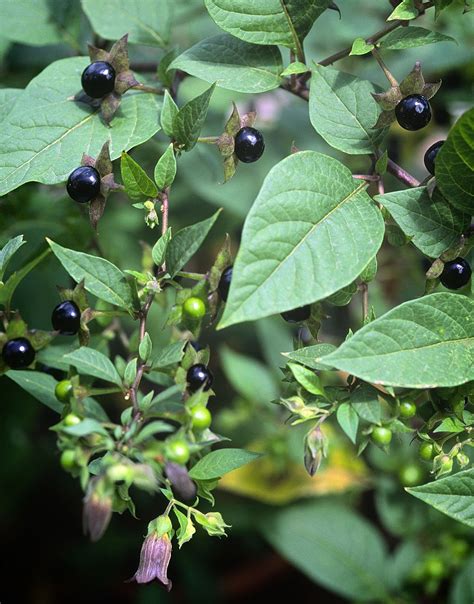Nightshade Plant Poisonous