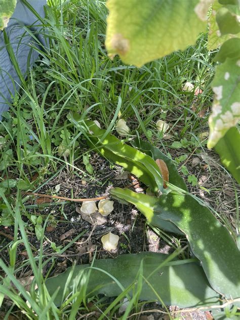 Help for my golden berry plant? : r/gardening