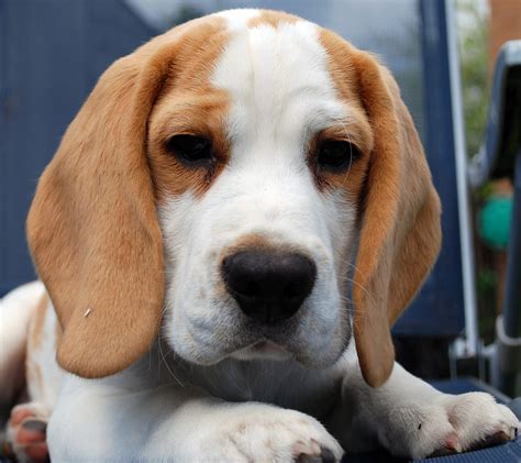 Lemon Beagle – 33 Fantastic Facts from History to Present Day