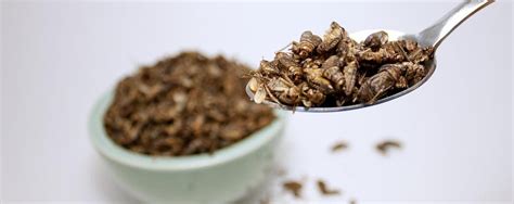 Will insects become an integral part of our diet again?