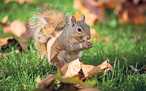 How To Store Acorns For Squirrels | Storables