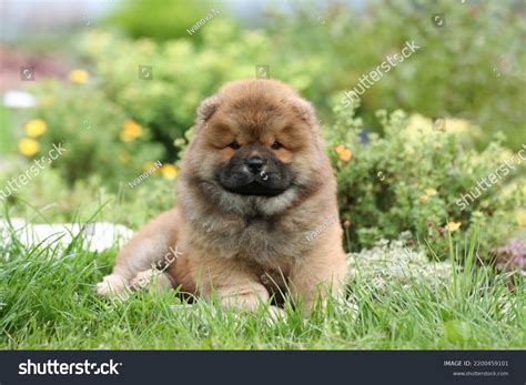 Fluffy Chow Chow Puppies
