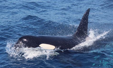 Wale und Delfine in der Straße von Gibraltar | Whale-Watching in Spanien