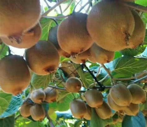 南莓6号-猕猴桃种苗-湖南省三国园艺有限公司