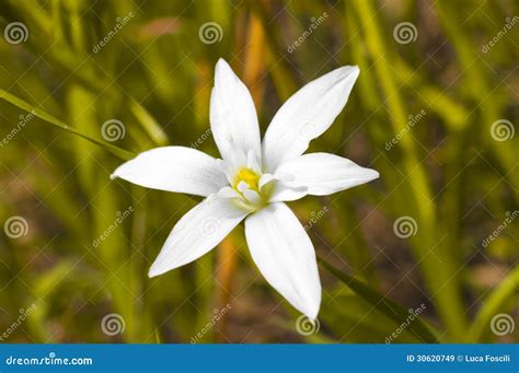 Six petals white flower stock image. Image of plant, life - 30620749