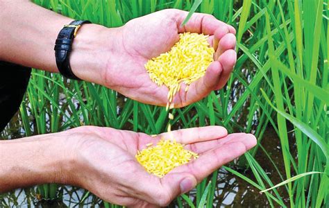 Philippines becomes first country to approve Golden Rice for planting