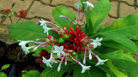 Sarpagandha used as Snake Bite Remedy: other amazing benefits and Side ...