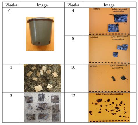 Valorising Insect Exoskeleton Biomass Filler in Bioplastic-Based Eco ...