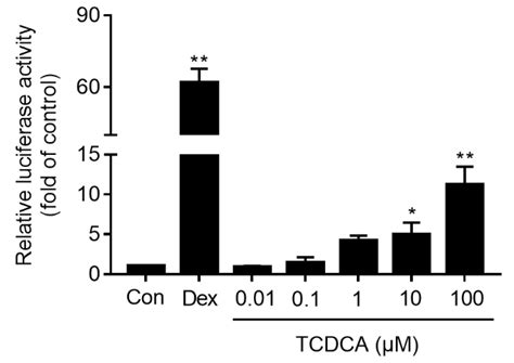 Taurochenodeoxycholic Acid Inhibited AP-1 Activation via Stimulating ...