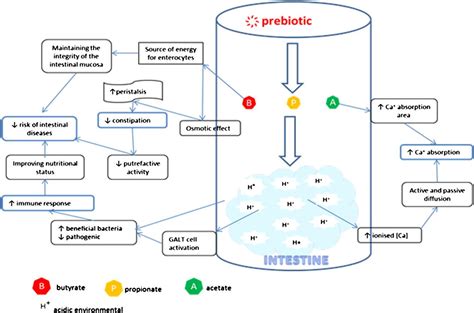 Figure 3. Possible mechanism of action of prebiotics on the elderly ...