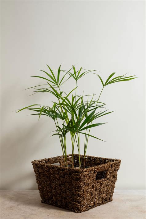 Areca palm – Plant centre