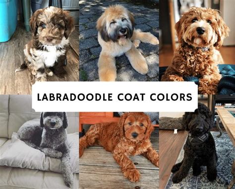 Image result for Cockapoo Dog Names