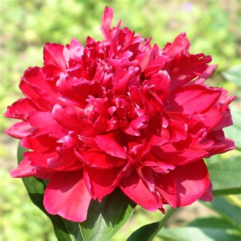 Paeonia 'Karl Rosenfield' — Binny Nursery