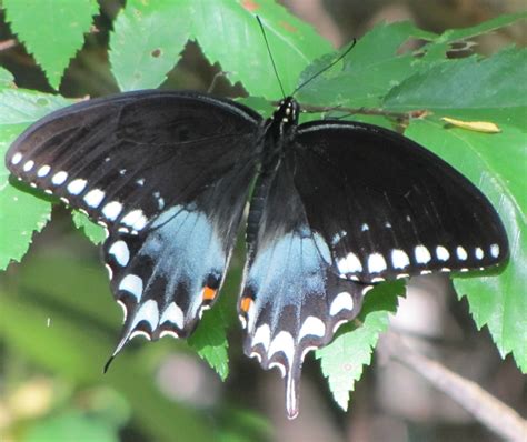 Eastern Black Swallowtail Butterfly - Papilio polyxenes