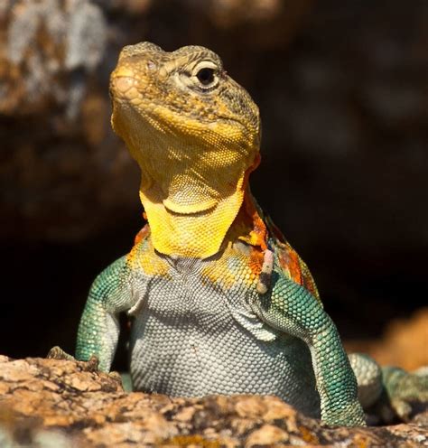 Rezultat imagine pentru Collared Lizard