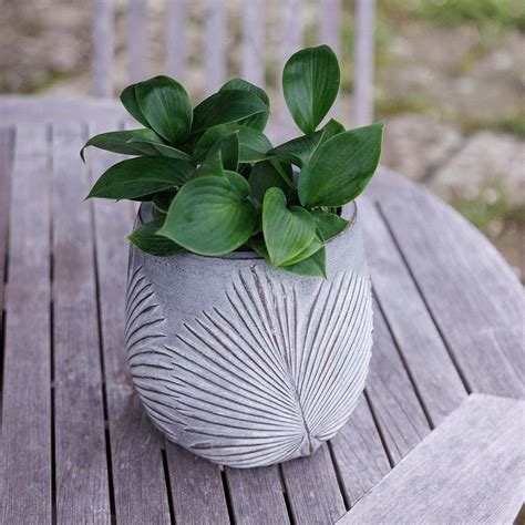 Buy Set of three grey planters with leaf design: Delivery by Waitrose ...