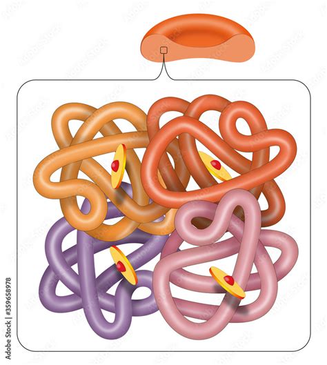 Image result for Haemoglobin Structure Model