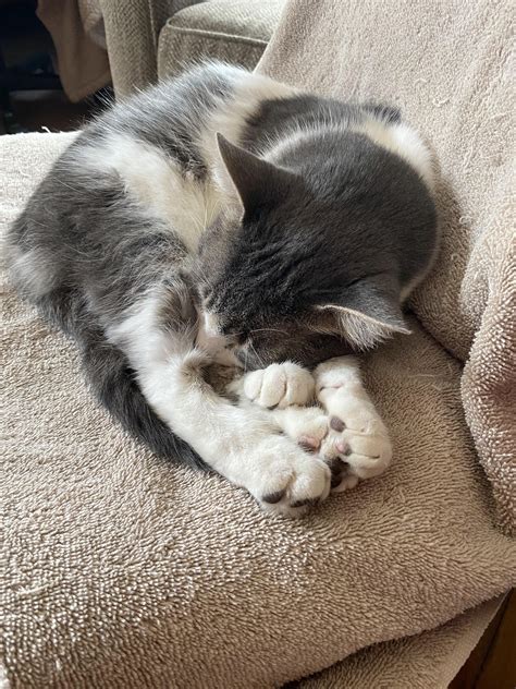 Poppy the Cat : r/MaloneNY