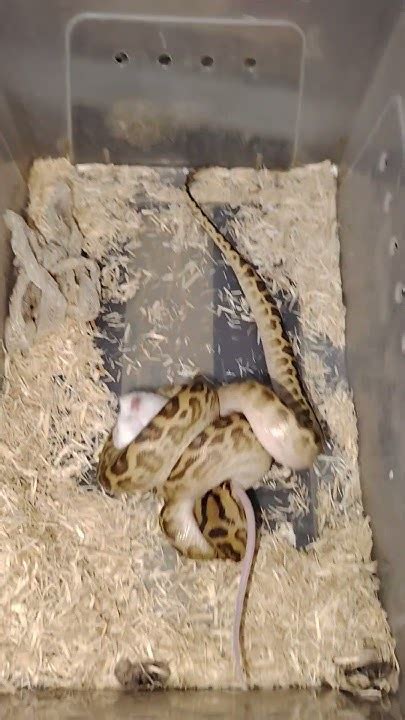 Image result for Bateater Python