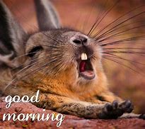 Image result for Good Morning Rabbit Meme
