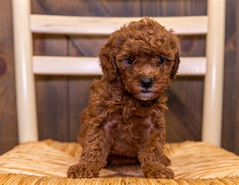 Image result for Poodle Cavapoo