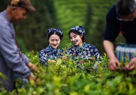 江西泰和：机器采茶 省工省时-人民图片网