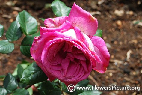 Lalbagh Republic Day Flower Show 2014