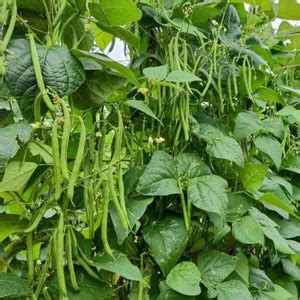 Valli Beans Seeds – Mini's Lifestyle Store
