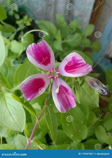 Soft Pink with Bright Pink Spots Flower with Four Petals, a Long Pistil ...