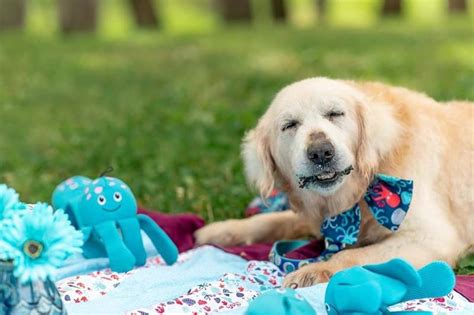 One final adventure: Pet store names toy after famed Crystal Lake ...