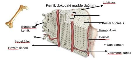 Kemik Nedir - Kemiğin Yapısı Ve Görevleri