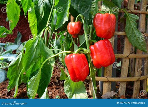 Red Sweet Pepper