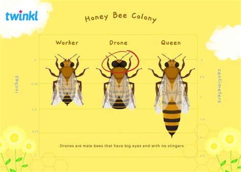 Celebrating World Bee Day and the Vital Role of Bees in Our Ecosystem!