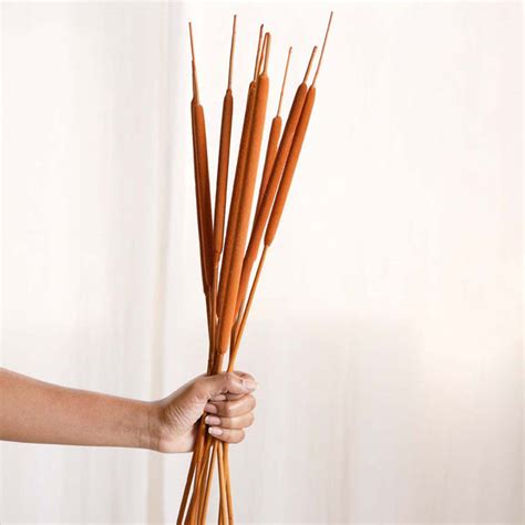 Cattail For Vase