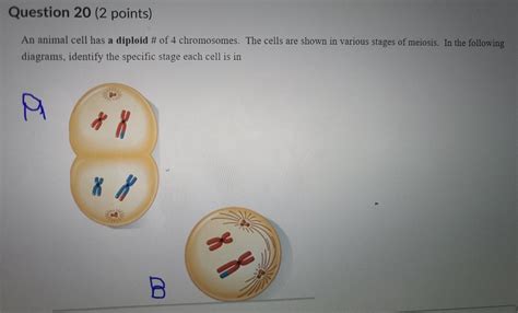 Animal Cell Chromosomes