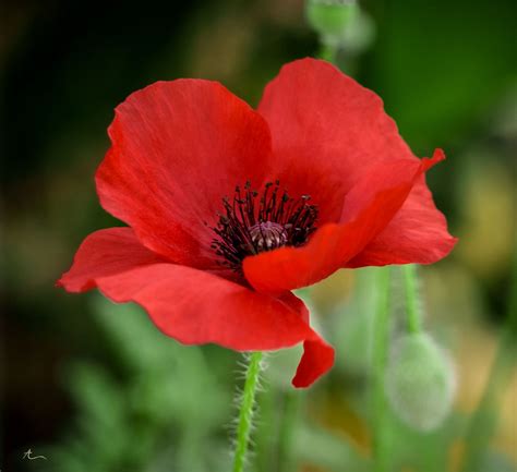 Poppy Flower 38 ideacoration.co Poppy flower seeds, Poppy flower - ikumen
