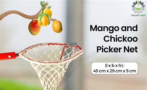 Mischief Green Mango Picker, Fruit Plucker,Fruit Basket Capacity 2-3 kg ...