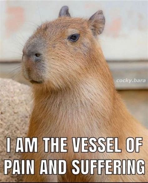 Image result for CapRate Humor