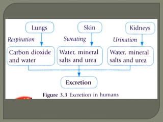 Image result for Chapter 12 Excretion