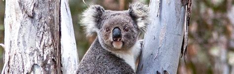 Image result for No Code Graph Database