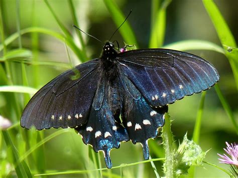 Blue Swallowtail Butterfly