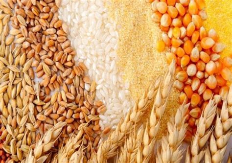FAO trimmed forecast for global cereal production, cereal trade likely ...