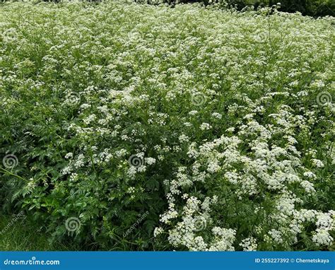 Beautiful Hemlock Plants with White Flower Outdoors Stock Photo - Image ...