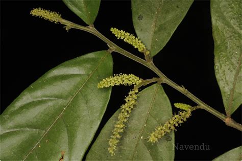 Herbarium JCB