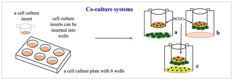 Involvement of Astrocytes in the Formation, Maintenance, and Function ...