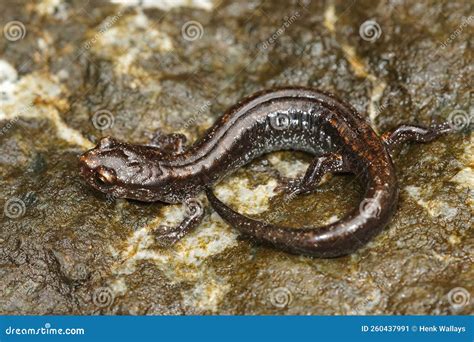 Red Black Salamander